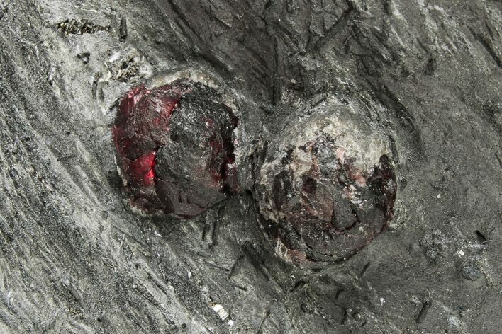 Plate of Two Large Red Embers Garnets in Graphite - Massachusetts #225949